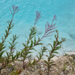 Plante pe roca deschisă la culoare, în fața apei turcoaz de pe coasta daneză