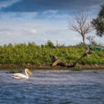 Pelican pe apă, în fața unui mal verde din Delta Dunării