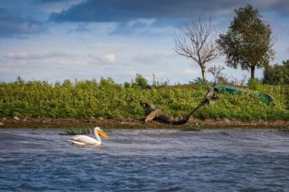 Pelican pe apă, în fața unui mal verde din Delta Dunării
