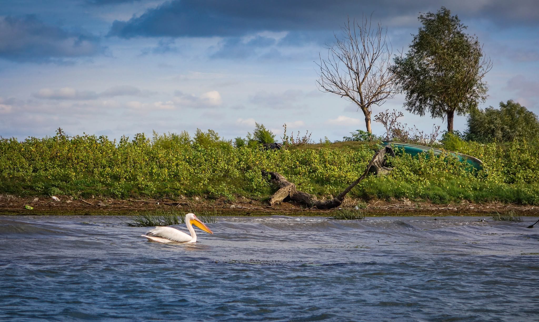Pelican pe apă, în fața unui mal verde din Delta Dunării